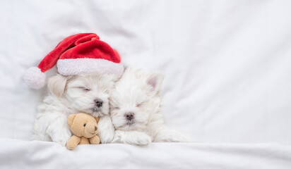 Two maltese puppies wearing santa hat sleep on a bed at home and hug toy bear. Top down view. Empty space for text - obrazy, fototapety, plakaty
