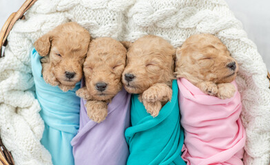 Tiny newborn toy poodle puppies wrapped like a babies sleep inside basket. Top down view