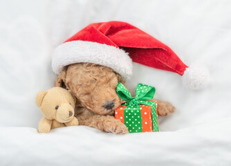 Tiny Toy Poodle puppy wearing red santa hat sleeps with gift box and toy bear under white blanket at home. Top down view