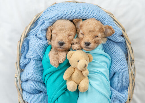 Bear poodle puppies hotsell