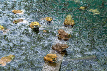 Frogs farm for agriculture at house. Cultivation of frogs with water spray and splash in soil ponds. Many frogs raised in ponds and natural farms. Aquaculture of commercial amphibians. Selective focus