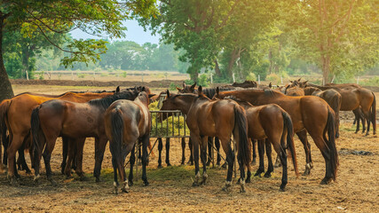 Fototapeta premium Horses grazing in field in evening. Many horses on pasture in sunset light. Majestic brown horses pasturing in warm spring sunshine. Herd of horses eating grass and straw in field. Animals and food.