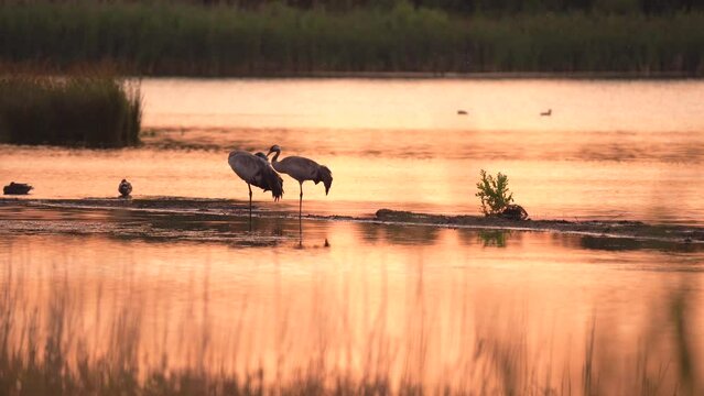 Red-Crowned Crane on Water At Sunset with Lake Fire Sky Reflection