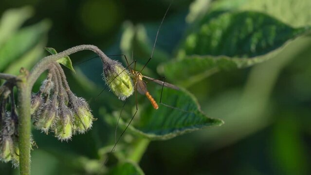Pollinating Insect On Flower In An Agricultural Field - Extreme Macro Close Up