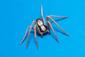 Running crab spider, Pulchellodromus sp., posed on a blue fence under the sun