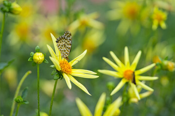 黄色いダリア(1)