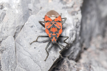 Spilostethus pandurus seed bug walking on a rock on a sunny day