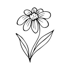 hand drawn botanical flower doodle element for floral design concept