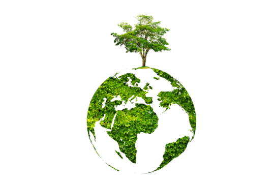 tree in the green globe Isolate on transparent background PNG file