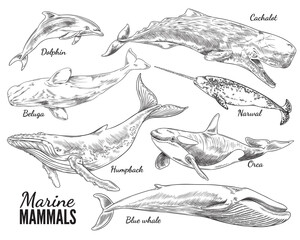 Fototapeta premium Marine mammals set, hand drawn sketch vector illustration isolated on white background.