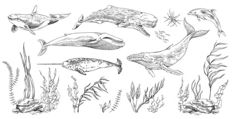 Sea mammal animals and nature elements set, sketch vector illustration isolated. © sabelskaya