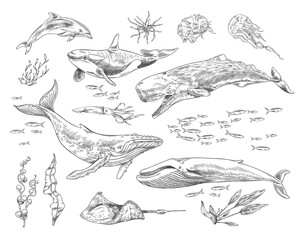 Set of different marine mammals and plants sketch style