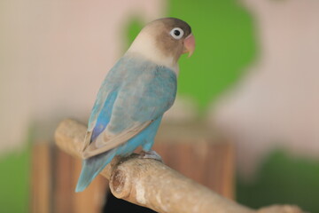 Birds perched in cages. Great for animal backgrounds. lovebirds