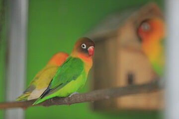 Birds perched in cages. Great for animal backgrounds. lovebirds
