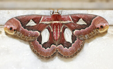 closeup macro on a red and white moth with snake texture on wings 