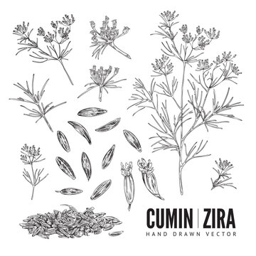Cumin seasoning hand drawn sketch, plant and seeds - vector illustration isolated on white background.