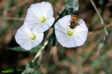 bee on a white flower