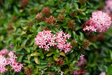 Fototapeta premium Pink Ixora flower the west indian jasmine growing in Nha Trang Vietnam