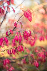 Pink leaves of euonymus shrub in autumn on a blurred background. Pink natural background