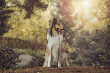 Langhaar Collie britisch sable white im Herbstlaub sitzend outdoor