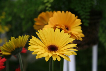 yellow gerber daisy