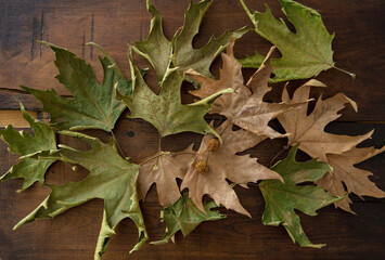 Autumn maple leaves on old wooden table background. Dry green and brown fallen foliage. Above view