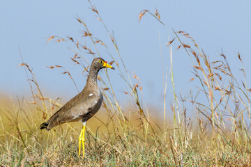 Wattled lapwing standing in grass and looking
