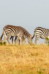 Fototapeta na wymiar Zebras grazing grass on the savanna