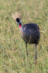 Grey Crowned Crane standing in the grass