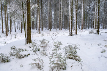 Snowy coniferous forest with snow and frost in winter