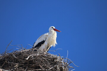 Fototapeta premium Stork