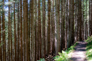 footpath in the woods
