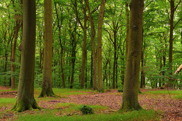 Fototapeta premium Laubwald im Sommer