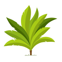 tree isolated on white