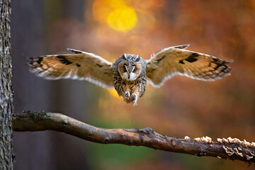Long-eared owl (Asio otus), also known as the northern long-eared owl or, more informally, as the...