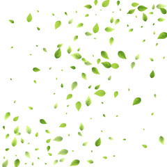 Leaves Green Falling Flying Foliage Leaf Tea Mint