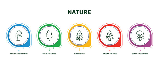 editable thin line icons with infographic template. infographic for nature concept. included american chestnut tree, tulip tree tree, red pine balsam fir black locust icons. - obrazy, fototapety, plakaty