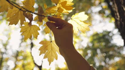 Woman grab yellow leaf from tree in autumn park