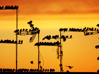 Fototapeta na wymiar File di uccelli posati suile antenne al tramonto