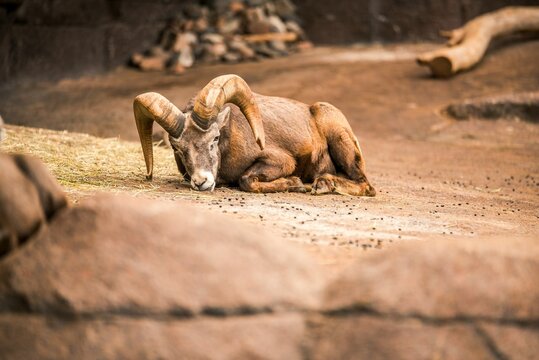 Urial (Ovis vignei) laying on the ground and looking into the camera