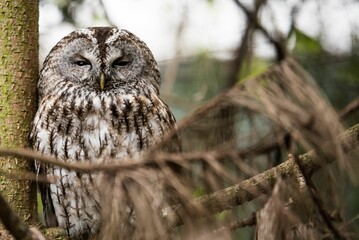 Tawny owl perching on tree branch