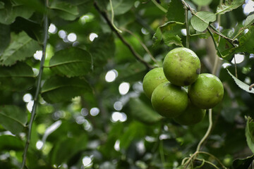 Lime fruit hanging from the branches of Lime tree