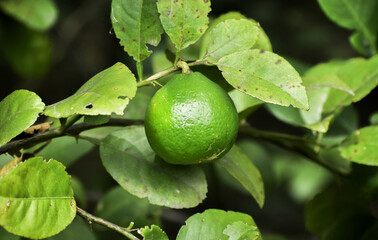 Close up of green lemons grow on the lemon tree in a garden background harvest citrus fruit