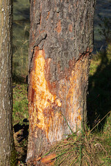 Detail of a tree trunk with the bark eaten by deers in the late autumn season in the bavarian alps