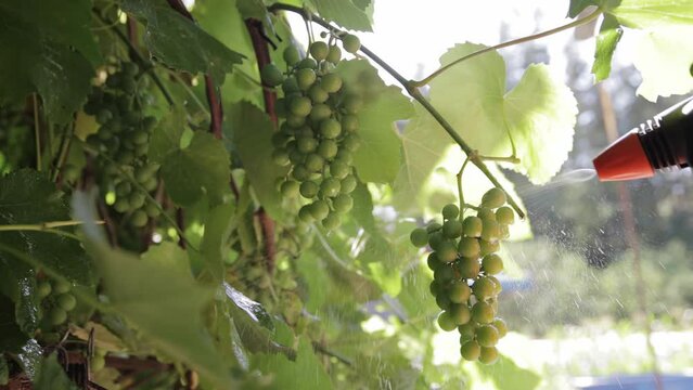 Treatment of grapes from fungal infections and rodents with special preparations. Spraying branches of grapes for a larger harvest. Agriculture, close-up