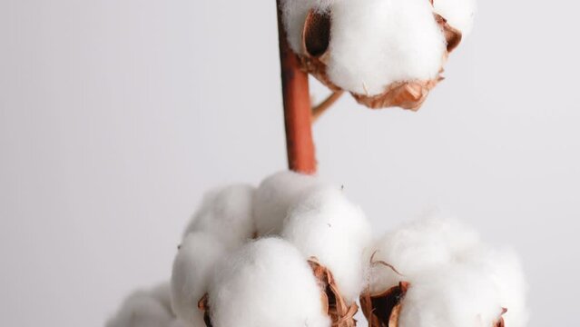 Natural cotton branch with white fluffy flowers rotate on white background close-up. Organic material for the production of fabrics, cotton products, cosmetics. Decorative cotton flower