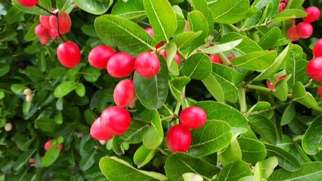 Bengal Currants or Carandas, Karanda plum. Bengal Currant is the red fruit of Thailand. Herb fruit and high vitamin.
