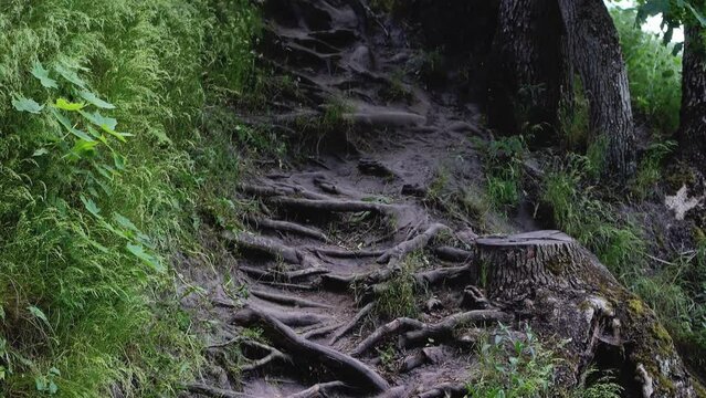 Many tree roots are intertwined on a path in the forest, close-up