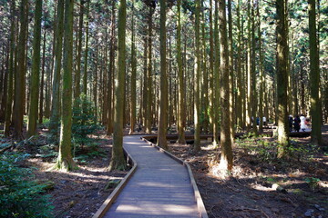 sunny cedar forest and people
