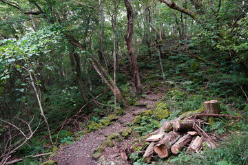 fine path with mossy rocks and old trees